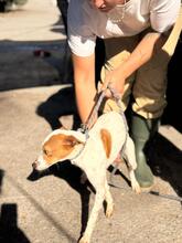 KASSIE, Hund, Bodeguero Andaluz-Mix in Spanien - Bild 4
