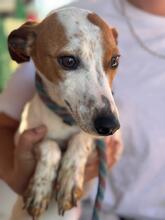 KASSIE, Hund, Bodeguero Andaluz-Mix in Spanien - Bild 5