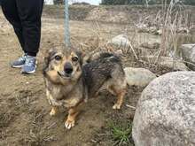 MAJA, Hund, Mischlingshund in Polen - Bild 1