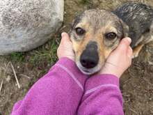 MAJA, Hund, Mischlingshund in Polen - Bild 2