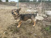 MAJA, Hund, Mischlingshund in Polen - Bild 4