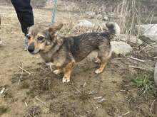 MAJA, Hund, Mischlingshund in Polen - Bild 5