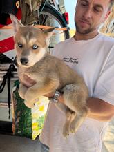 MIRABEL, Hund, Siberian Husky-Mix in Spanien - Bild 1
