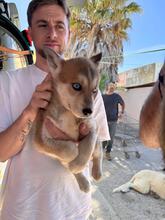 MIRABEL, Hund, Siberian Husky-Mix in Spanien - Bild 3