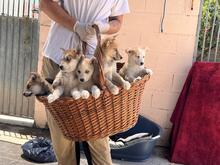 MIRABEL, Hund, Siberian Husky-Mix in Spanien - Bild 4