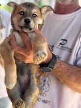DOLORES, Hund, Siberian Husky-Mix in Spanien - Bild 1