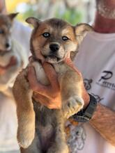DOLORES, Hund, Siberian Husky-Mix in Spanien - Bild 2