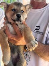 DOLORES, Hund, Siberian Husky-Mix in Spanien - Bild 3