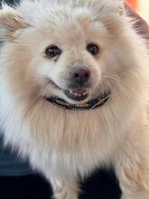 BLANCOTA, Hund, Pomeranian in Spanien - Bild 1