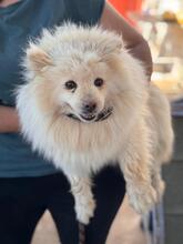 BLANCOTA, Hund, Pomeranian in Spanien - Bild 2