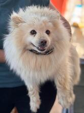 BLANCOTA, Hund, Pomeranian in Spanien - Bild 3