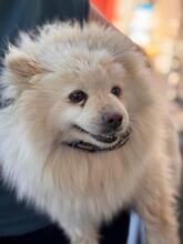 BLANCOTA, Hund, Pomeranian in Spanien - Bild 4