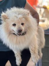 BLANCOTA, Hund, Pomeranian in Spanien - Bild 5