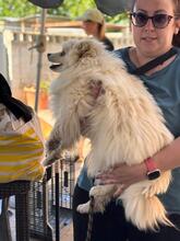BLANCOTA, Hund, Pomeranian in Spanien - Bild 7