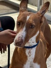 MANUELA, Hund, Podenco in Spanien - Bild 1