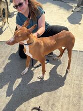 MANUELA, Hund, Podenco in Spanien - Bild 2