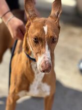 MANUELA, Hund, Podenco in Spanien - Bild 3
