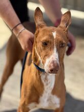 MANUELA, Hund, Podenco in Spanien - Bild 4