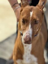 MANUELA, Hund, Podenco in Spanien - Bild 5