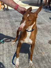 MANUELA, Hund, Podenco in Spanien - Bild 6