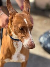 MANUELA, Hund, Podenco in Spanien - Bild 7
