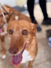 CHISPI, Hund, Podenco in Spanien - Bild 1