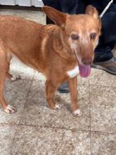 CHISPI, Hund, Podenco in Spanien - Bild 2