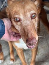CHISPI, Hund, Podenco in Spanien - Bild 6