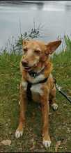 CHISPI, Hund, Podenco in Eppelborn
