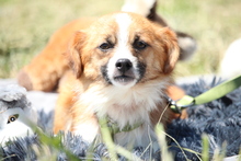 NINO, Hund, Mischlingshund in Hagen