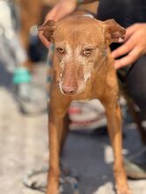 V, Hund, Podenco in Spanien - Bild 2