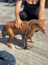 V, Hund, Podenco in Spanien - Bild 3