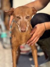 V, Hund, Podenco in Spanien - Bild 5
