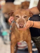 V, Hund, Podenco in Spanien - Bild 6