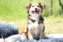 PETE, Hund, Mischlingshund in Hagen - Bild 1