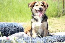 PETE, Hund, Mischlingshund in Hagen - Bild 2