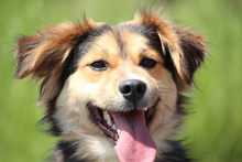 PETE, Hund, Mischlingshund in Hagen - Bild 3