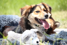 PETE, Hund, Mischlingshund in Hagen - Bild 4
