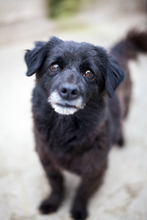 MINEA, Hund, Mischlingshund in Ebstorf