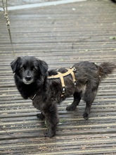 MINEA, Hund, Mischlingshund in Ebstorf - Bild 3