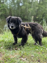 MINEA, Hund, Mischlingshund in Ebstorf - Bild 4