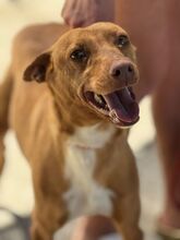 DISCOVERY, Hund, Podenco in Spanien - Bild 1