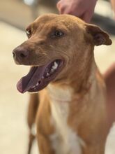 DISCOVERY, Hund, Podenco in Spanien - Bild 2