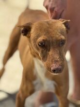 DISCOVERY, Hund, Podenco in Spanien - Bild 3