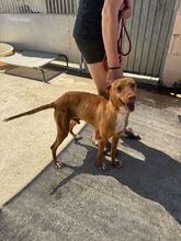 DISCOVERY, Hund, Podenco in Spanien - Bild 5