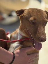 DISCOVERY, Hund, Podenco in Spanien - Bild 6