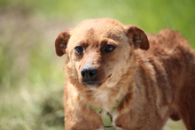 TOBY, Hund, Mischlingshund in Hagen - Bild 1