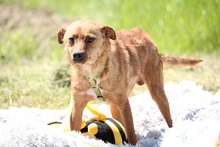 TOBY, Hund, Mischlingshund in Hagen - Bild 2