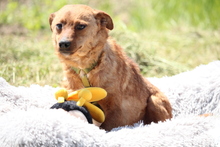 TOBY, Hund, Mischlingshund in Hagen - Bild 3