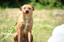 TOBY, Hund, Mischlingshund in Hagen - Bild 5